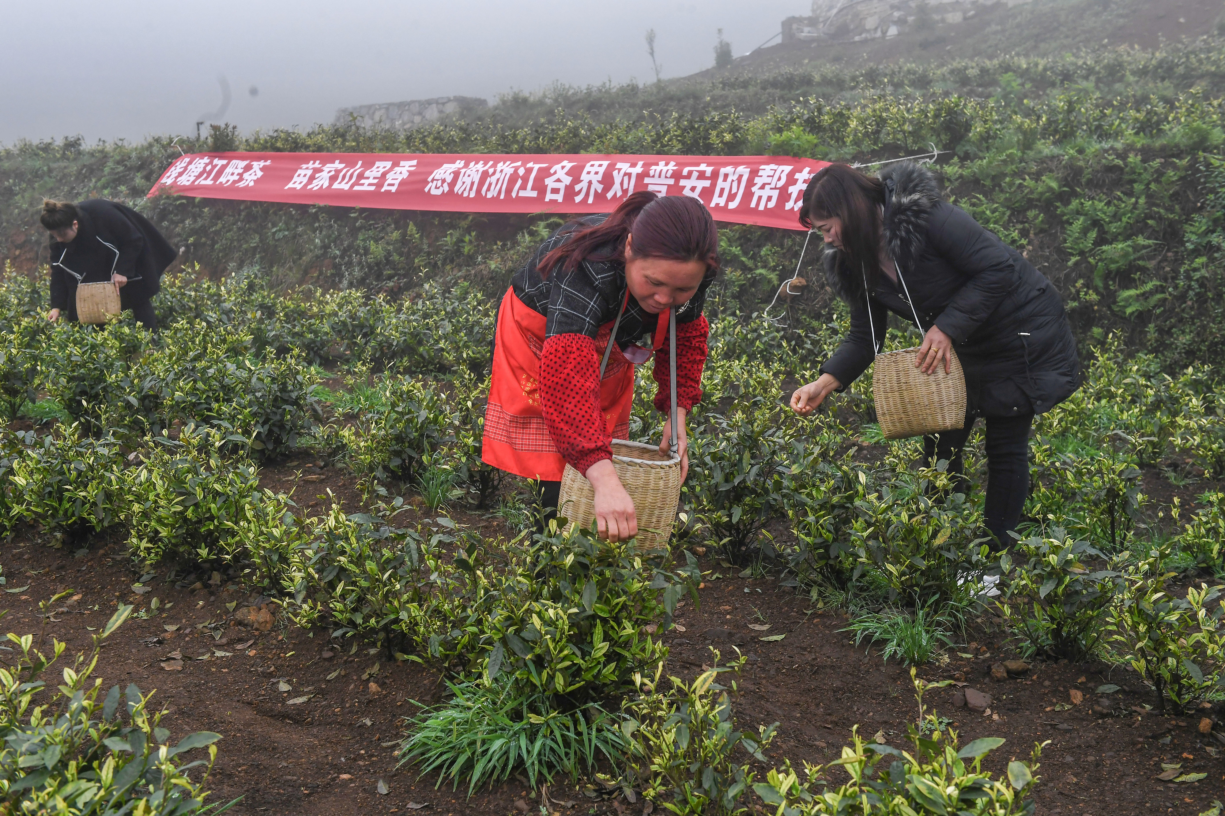 2021年4月14日，工人在貴州省黔西南州普安縣地瓜鎮(zhèn)屯上村“白葉一號”感恩茶園采茶。這片茶園由浙江省安吉縣捐贈。